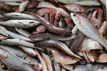 Le varietà ittiche del FLAG Golfo degli Etruschi